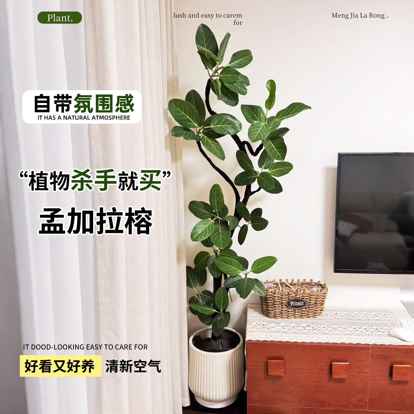 孟加拉榕大型绿植室内客厅绿植高端轻奢氛围感黄金榕树盆栽好养活