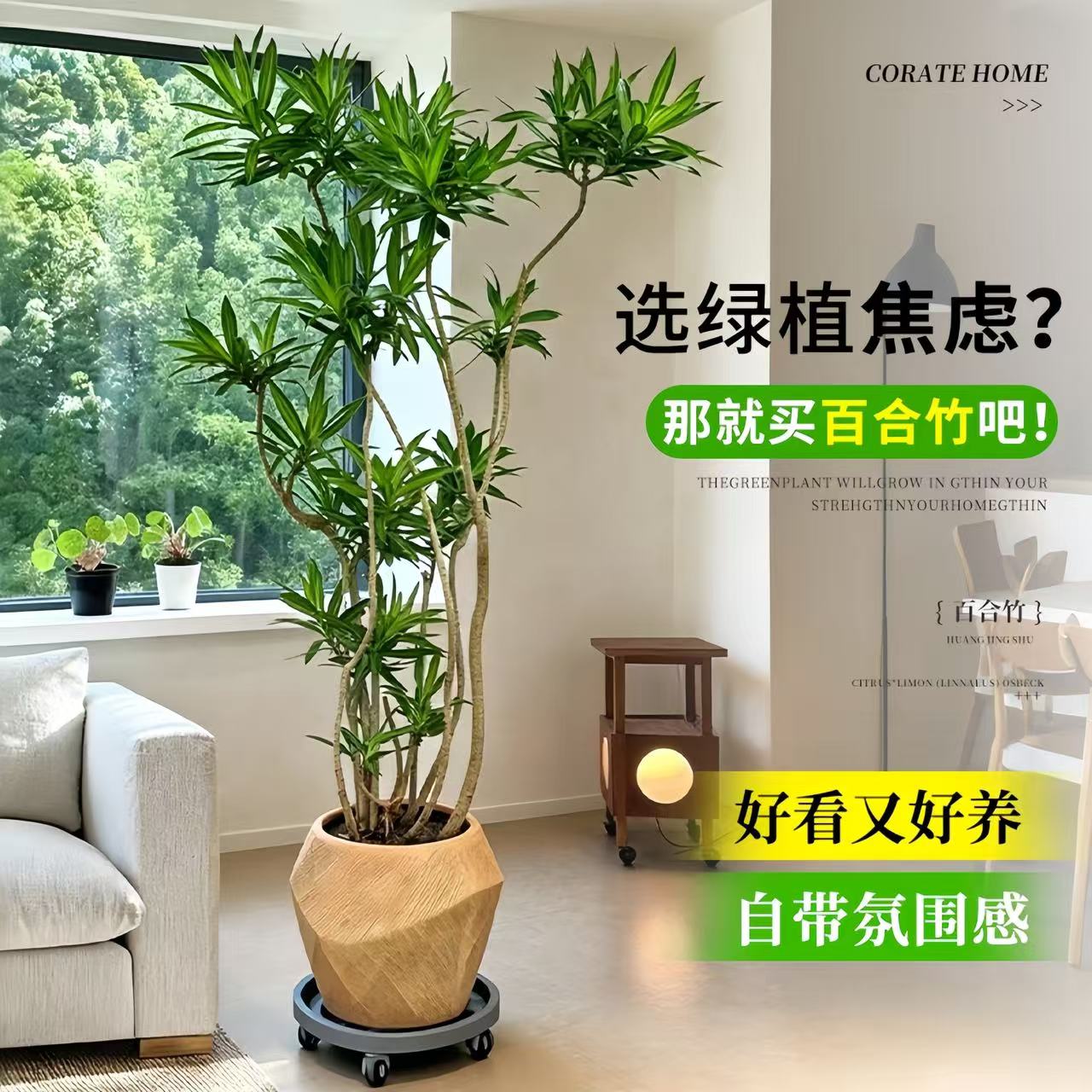 客厅大盆栽金心百合竹室内高级感大型绿植高端造型百合竹落地植物