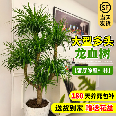 龙血树客厅绿植龙须树大型盆栽