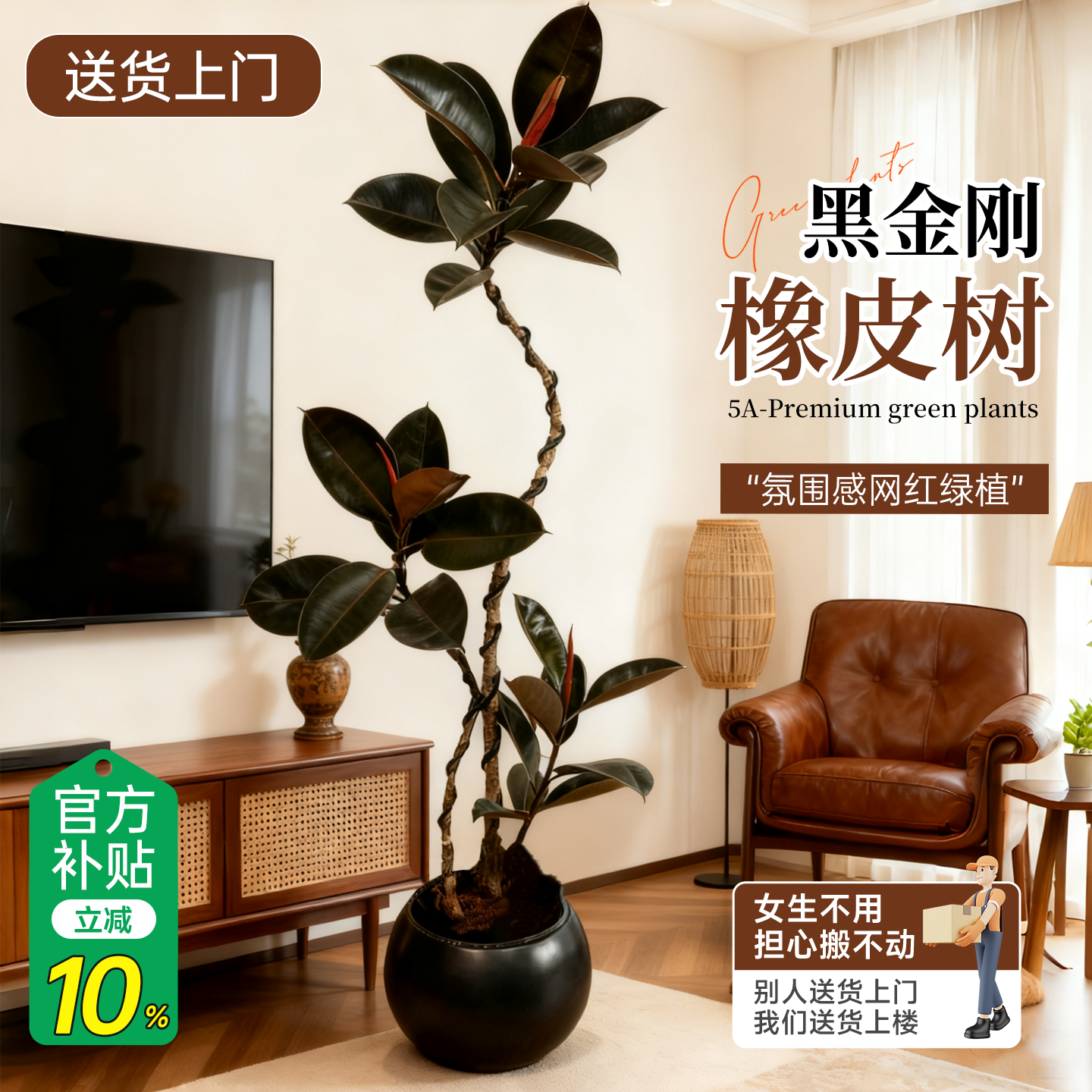 客厅绿植黑金刚橡皮树高级感轻奢大盆栽植物办公室内落地高端好养