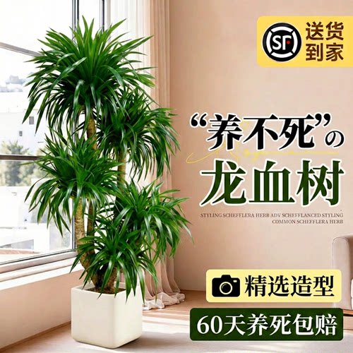 龙血树客厅绿植龙须树龙铁树客厅绿植室内大型高级感植物造型盆栽