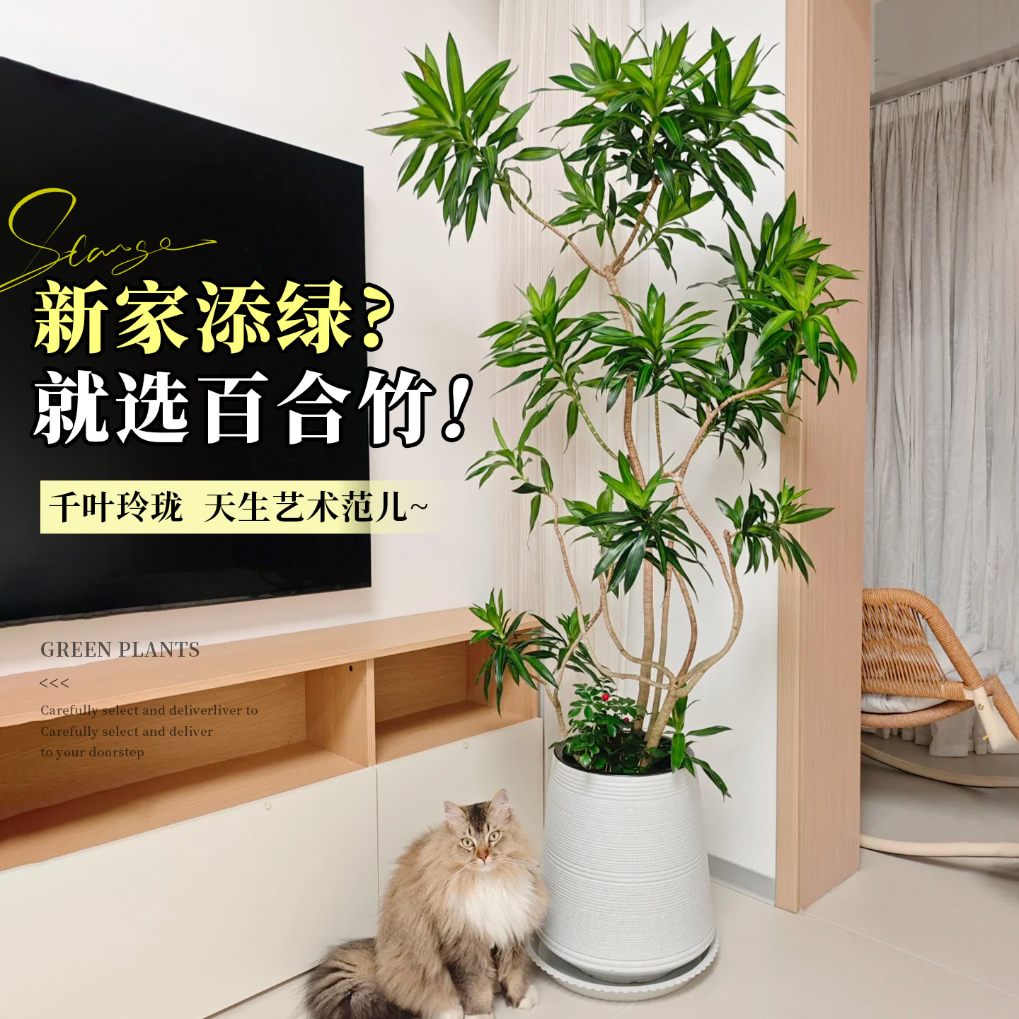 百合竹客厅绿植大盆栽室内大型植物高级感大气上档次落地大号好养,鲜花速递/花卉仿真/绿植园艺,大型绿植/成品组合盆栽,淘宝优惠券,粉丝福利购,淘宝优惠卷