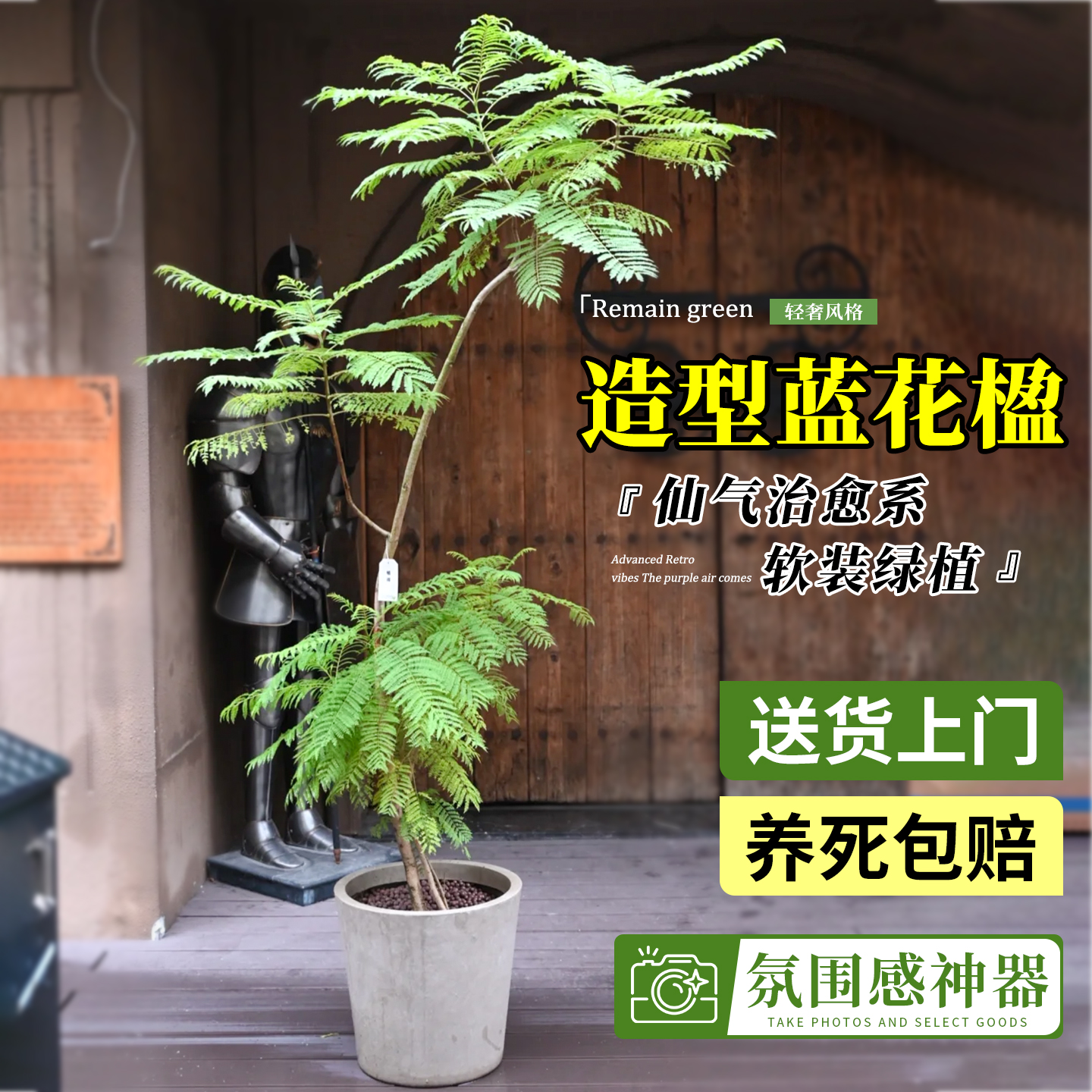 蓝花楹真花老桩大型绿植盆栽摆件