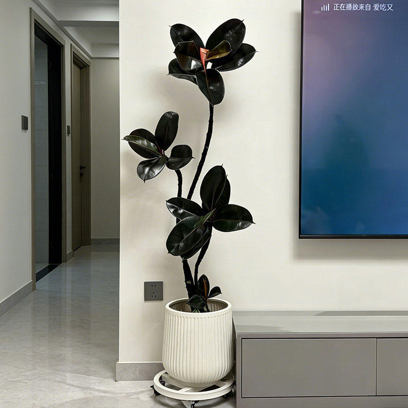 黑金刚橡皮树室内大型绿植客厅大盆栽造型好养四季办公室阳台植物,鲜花速递/花卉仿真/绿植园艺,造型盆景,淘宝优惠券,粉丝福利购,淘宝优惠卷