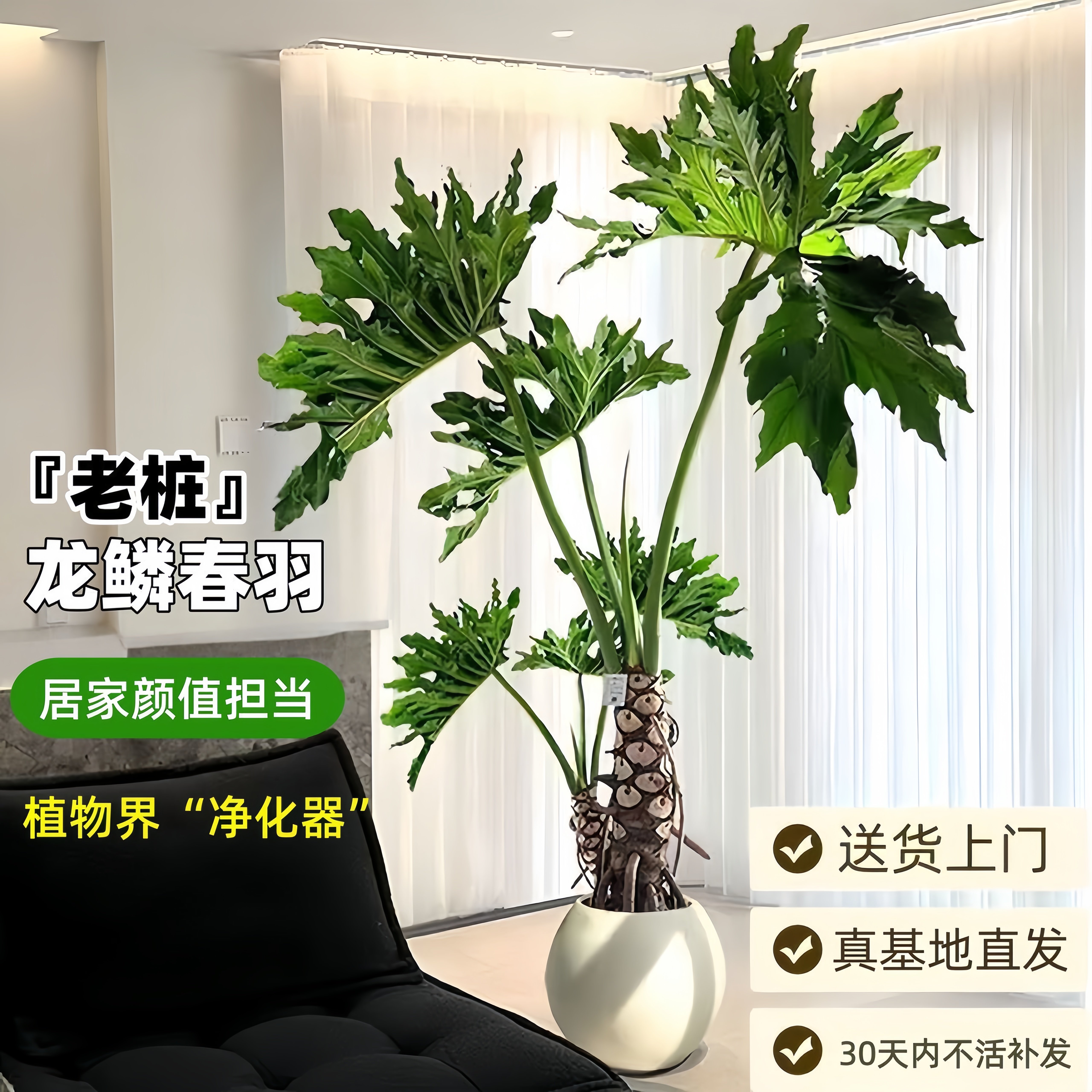 龙鳞春羽盆栽客厅绿植大号老桩图片