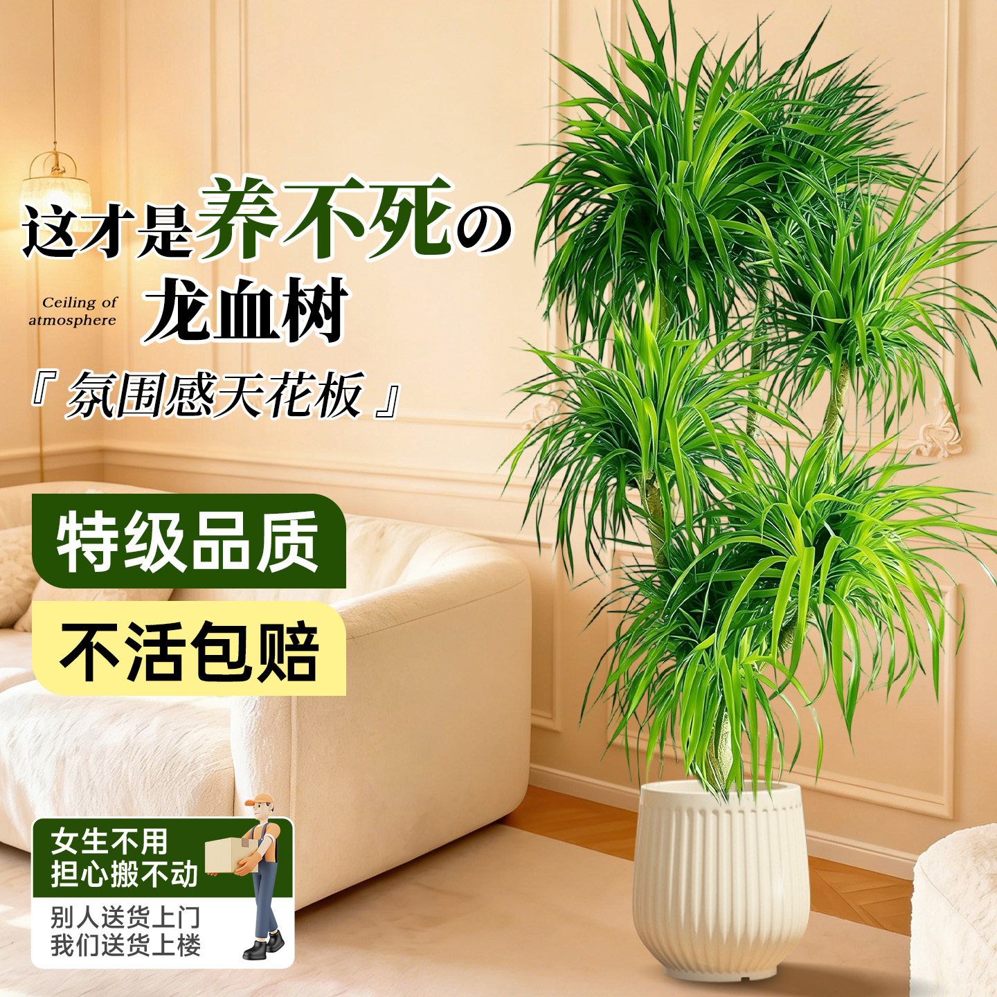 大型多头龙血树客厅绿植室内盆栽龙须树四季落地大号盆景旺宅好养,鲜花速递/花卉仿真/绿植园艺,大型绿植/成品组合盆栽,淘宝优惠券,粉丝福利购,淘宝优惠卷