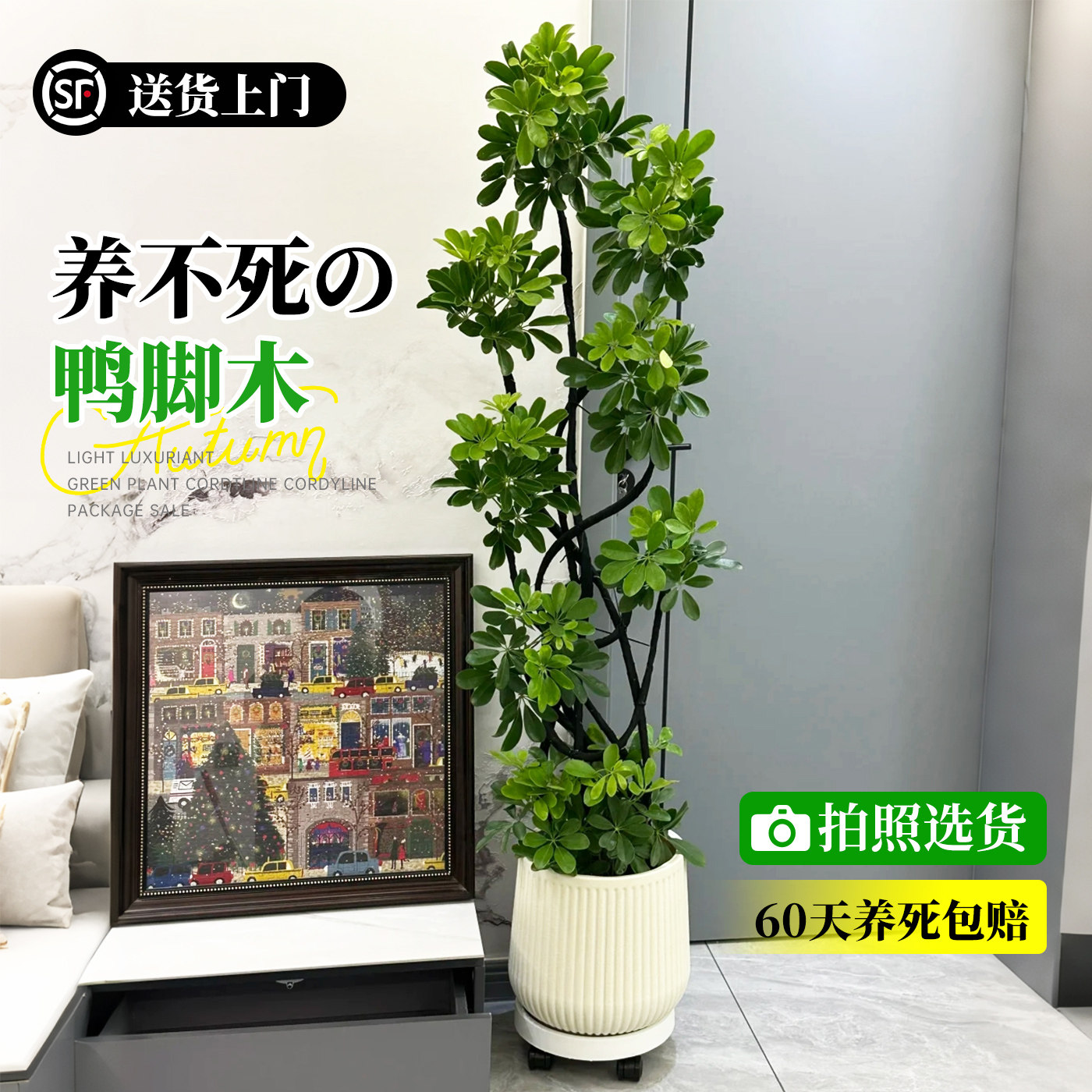 大型绿植造型鸭脚木客厅大盆栽鸭掌木鹅掌柴室内落地四季常青植物,鲜花速递/花卉仿真/绿植园艺,大型绿植/成品组合盆栽,淘宝优惠券,粉丝福利购,淘宝优惠卷