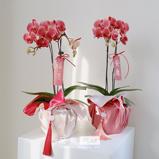 2025新款包装布套年宵花蝴蝶兰盆栽包布鲜花礼物装饰绸缎花艺资材