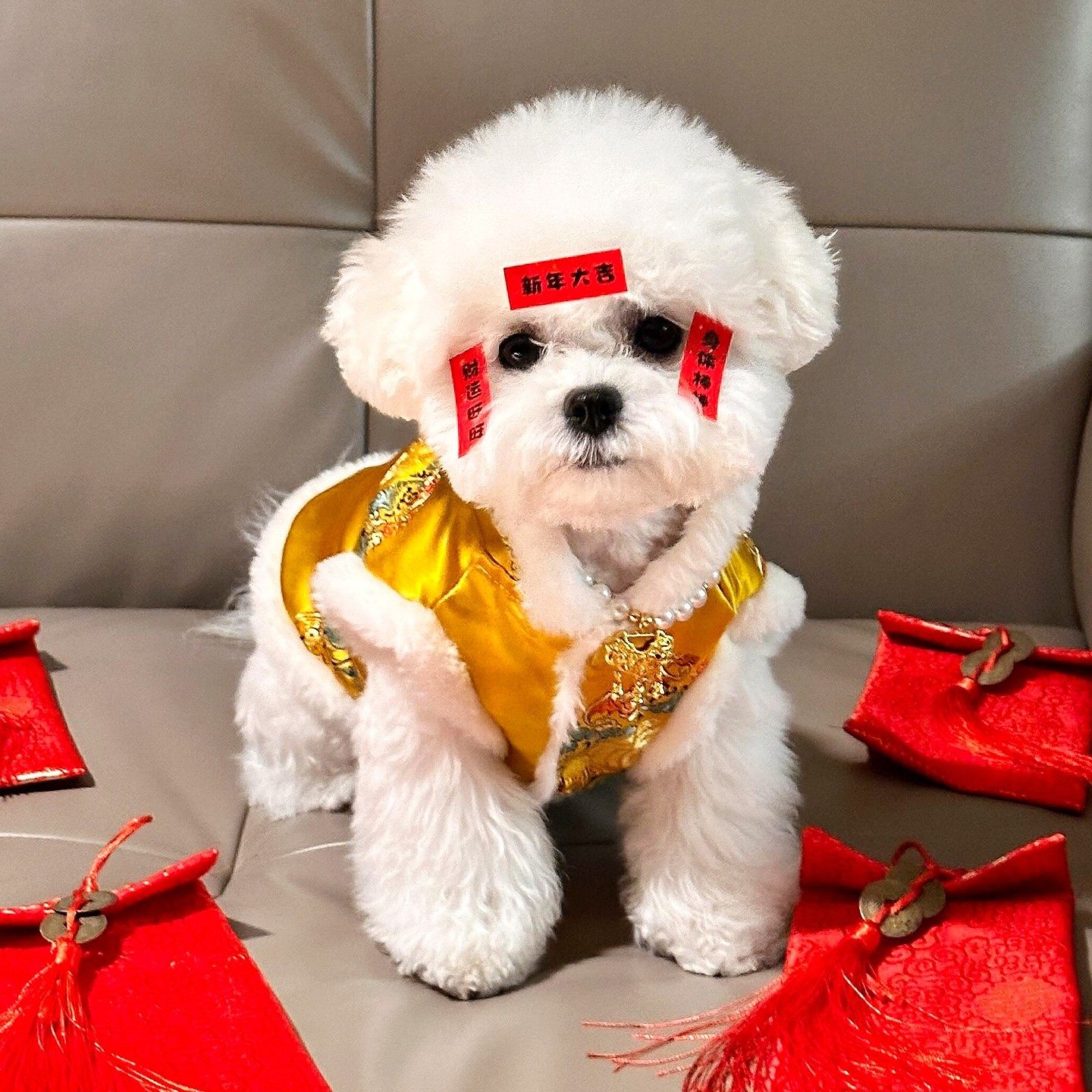 宠物新年装饰脸贴迷你对联贴纸创意拍照道具狗狗猫咪过年喜庆配饰,文具电教/文化用品/商务用品,贴纸/立体贴纸,淘宝优惠券,粉丝福利购,淘宝优惠卷