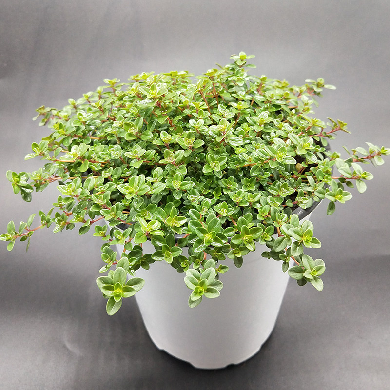 桃花百里香【克拉香草】食用香草 观赏 地被植物 开花仙萌 耐寒