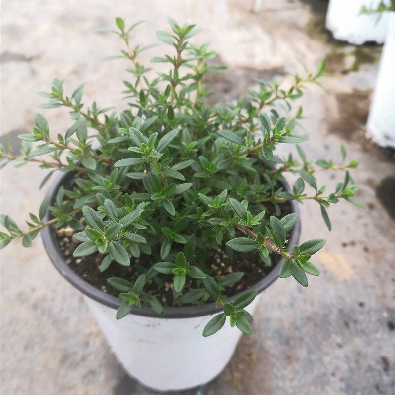 杰克百里香 西餐食用香草 盆栽 地栽地被 观赏