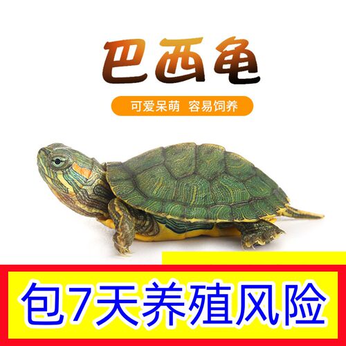 巴西小乌龟大小活体活物红耳龟水龟观赏乌龟好养活情侣宠物龟