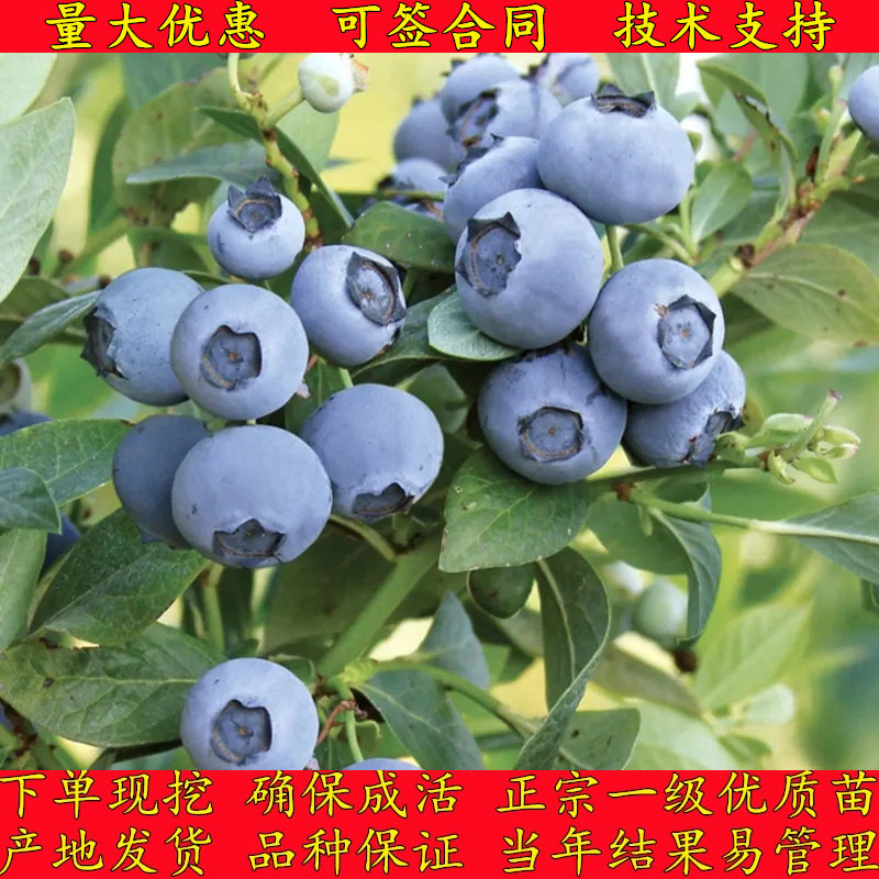 蓝莓树果苗盆栽特大号蓝莓苗带果子南北方易种植兔眼绿宝石果树苗
