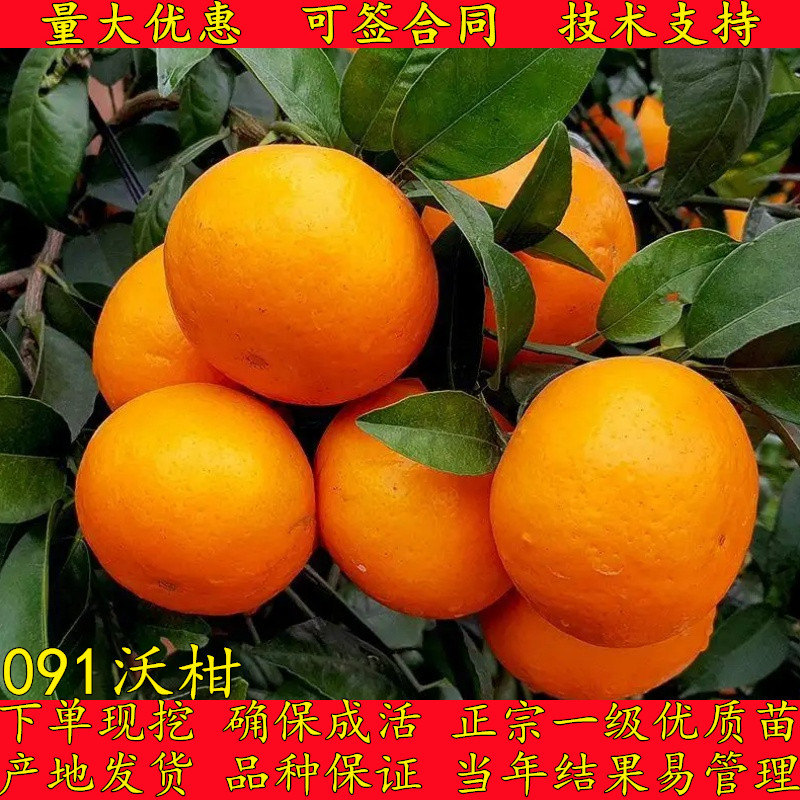 四川嫁接沃柑树苗正宗091无核无籽柑橘苗桔子水果苗南方橘子果树