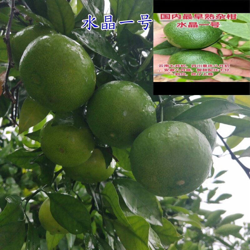 新品种柑橘苗水晶一号桔子树苗