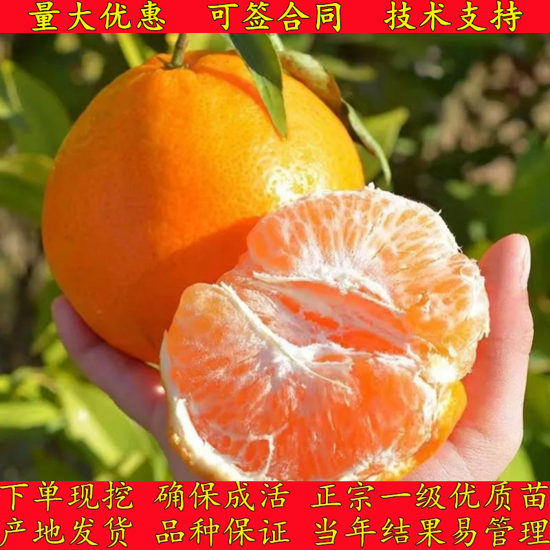 嫁接高糖春见耙耙柑柑橘桔子树苗