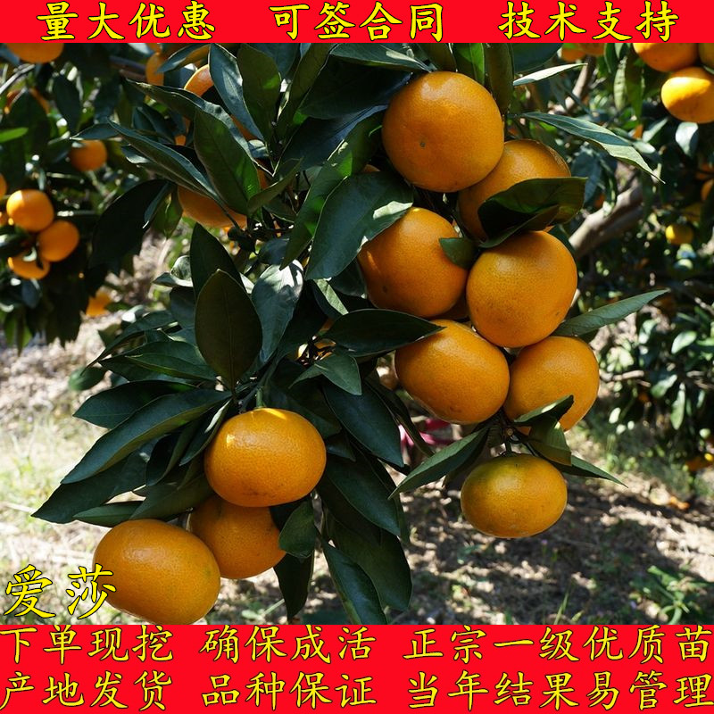 爱莎柑橘苗新品种华美一号橘子树苗特早熟爱媛砂糖桔子树苗果树苗