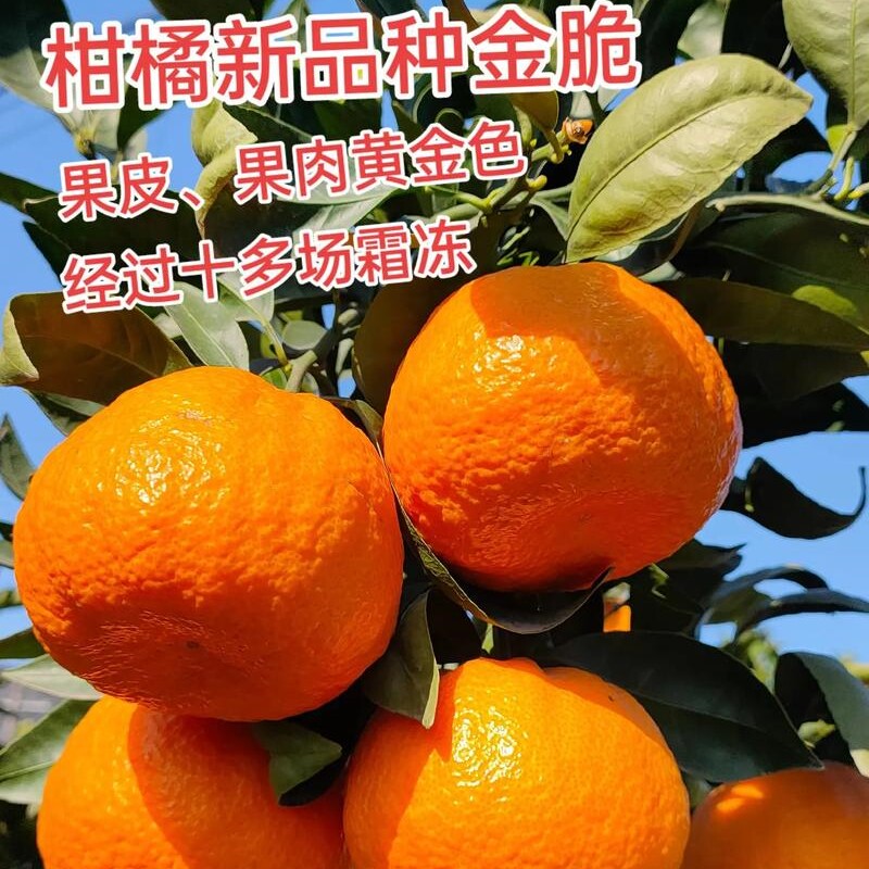 嫁接耐霜冻金脆柑橘桔子果树苗