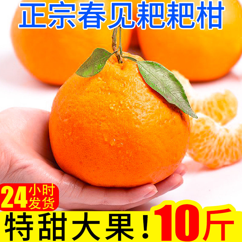 耙耙柑橘子春见新鲜10斤蜜橘桔子当季时令应季水果整箱柑橘