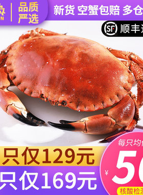 面包蟹熟食螃蟹珍宝英国母蟹特大