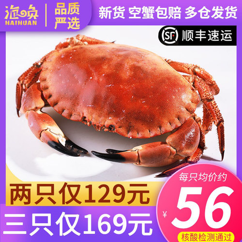 面包蟹熟食螃蟹珍宝英国母蟹特大