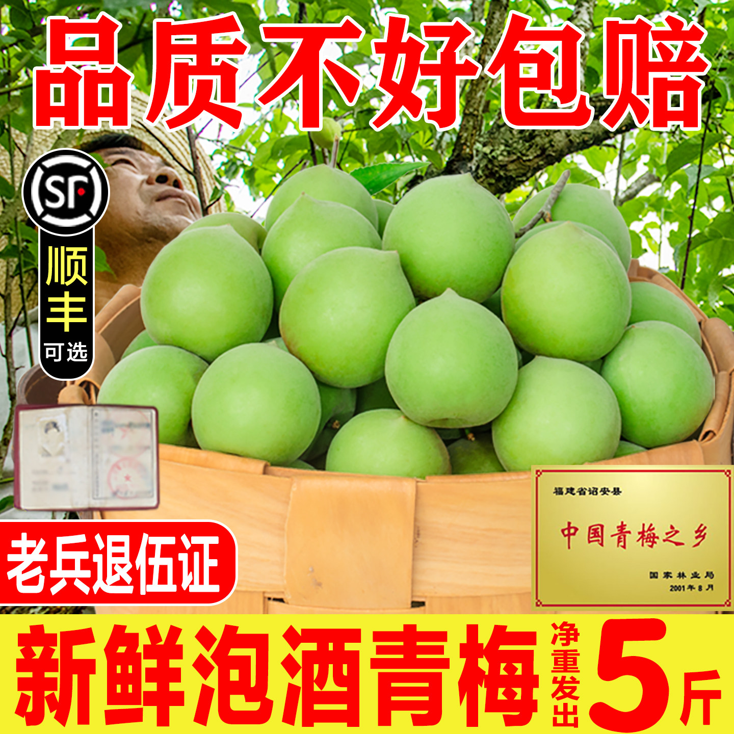 2026青梅鲜果诏安青梅泡酒现摘脆青梅鲜梅子酵素5斤酸梅青梅水果