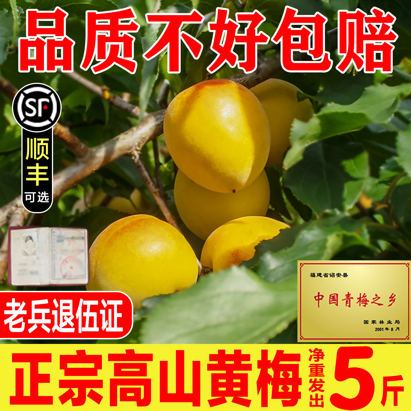 正宗新鲜完熟黄梅福建诏安高山野生泡酒新鲜黄梅果青梅酱鲜果现货