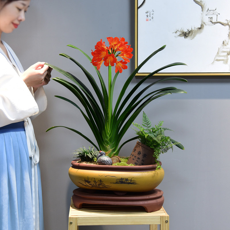 君子兰盆栽带花苞老苗绿植办公室内客厅四季好养花卉桌面开花植物