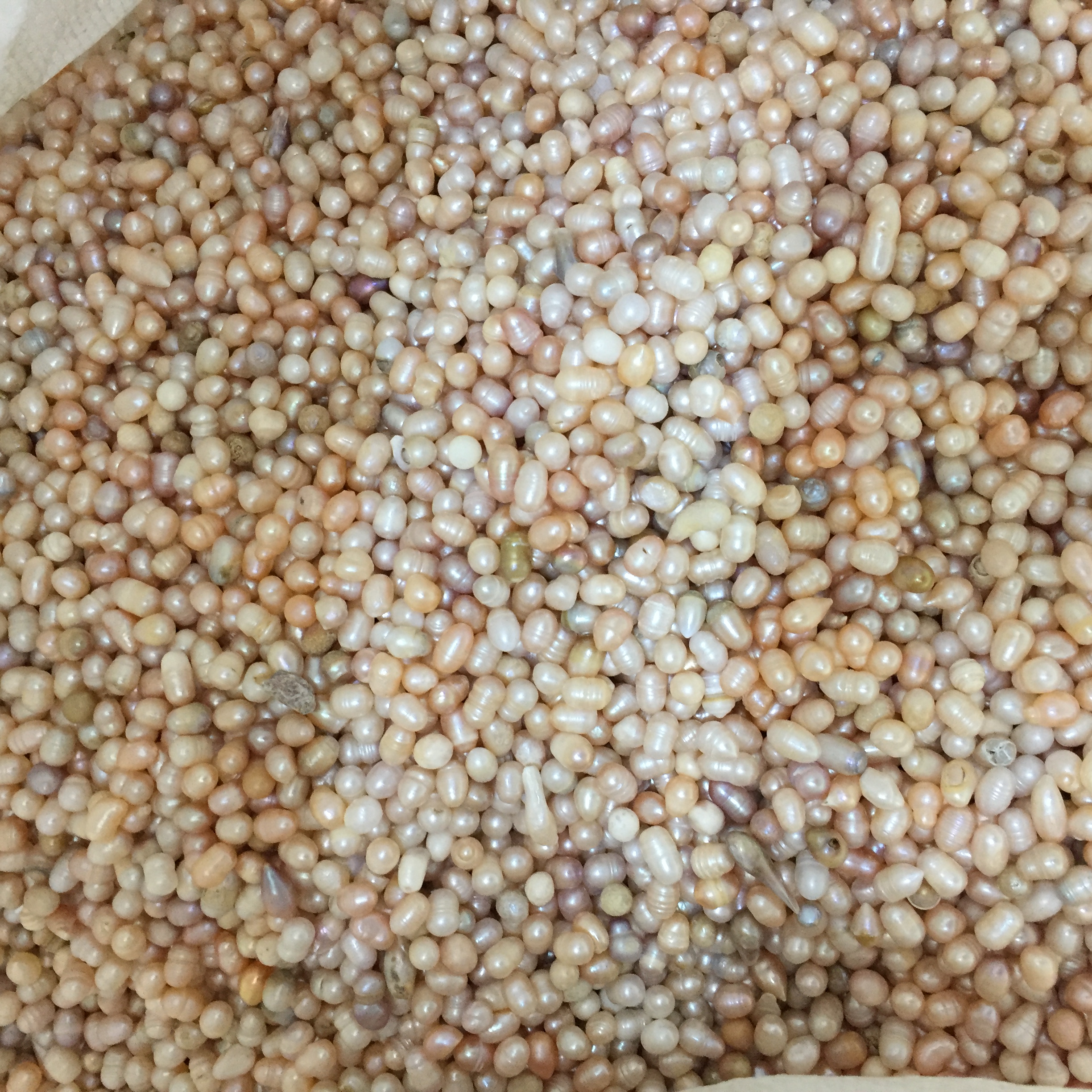 天然淡水菩萨装藏论斤便宜珍珠