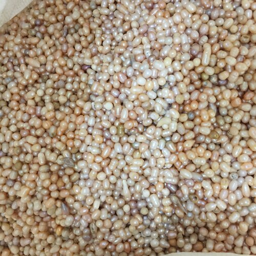 天然淡水菩萨装藏论斤便宜珍珠