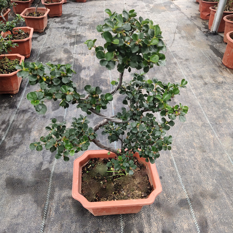梅花盆栽珍珠梅带花苞花卉造型盆景植物庭院阳台好养带土绿植包邮