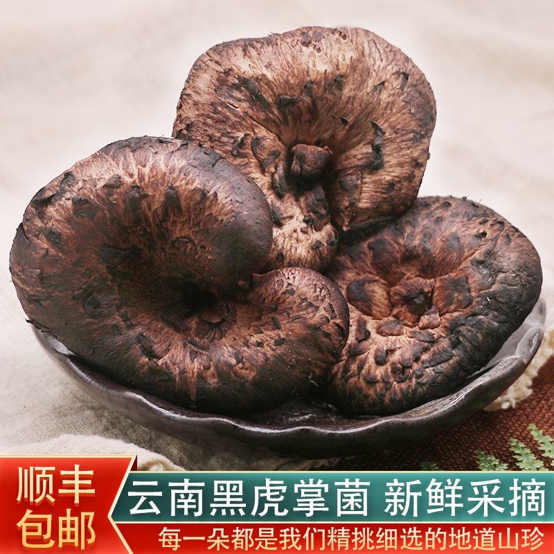 野生黑虎掌菌新鲜虎掌菌500g楚雄特产新鲜菌菇野生菌虎掌菇獐子菌