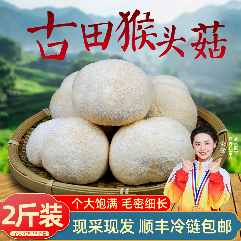 新鲜猴头菇1000g古田猴菇头非干货猴头菌菇蘑菇猴头菇猴菇菌煲汤