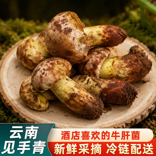 云南当季新鲜野生白葱牛肝菌500g