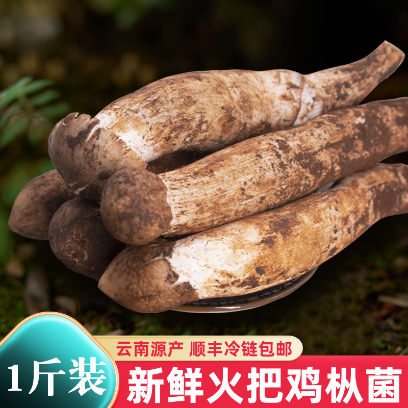 野生鸡枞菌500g新鲜菌菇鲜鸡纵菌