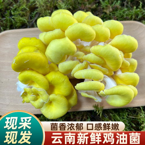 新鲜鸡油菌云南特产榆黄蘑黄金菇
