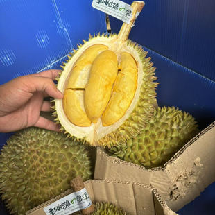 长柄榴莲 托曼尼 软金月 青尼 (现货)泰国小品种榴莲 新鲜带壳