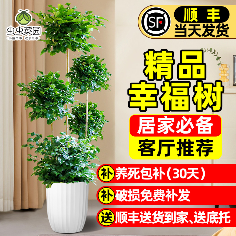 幸福树客厅盆栽大型绿植老桩植物