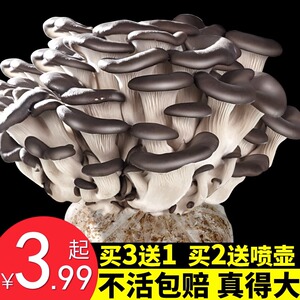 菌包蘑菇种植包香菇种植菌种家种磨菇菌菇金针菇家庭平菇室内食用