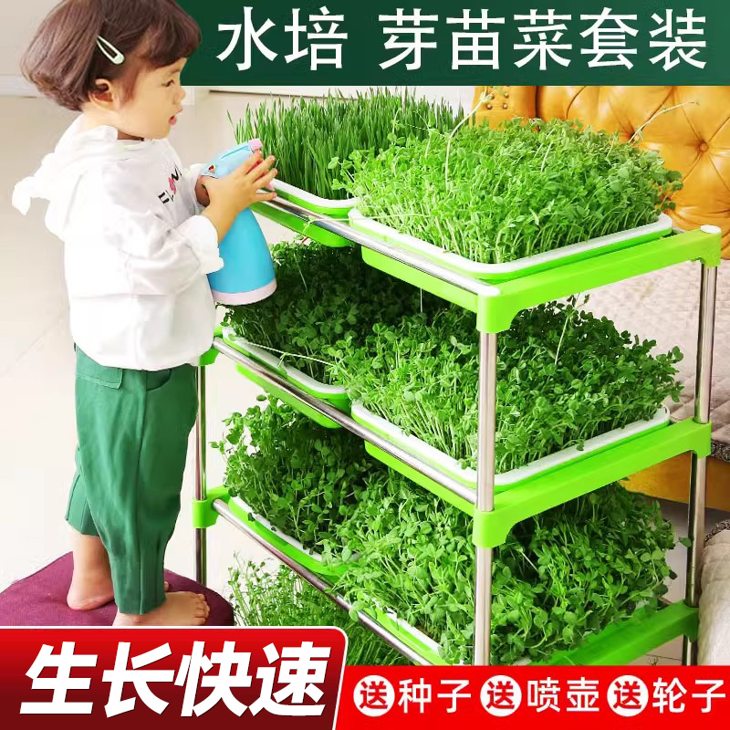 豆芽发芽育苗托盘豆苗无土栽培