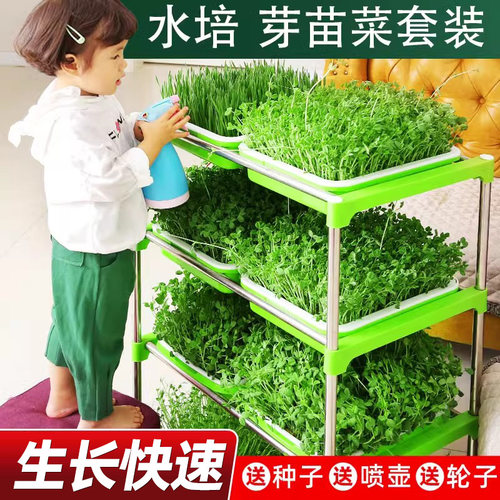 豆芽发芽育苗托盘豆苗无土栽培