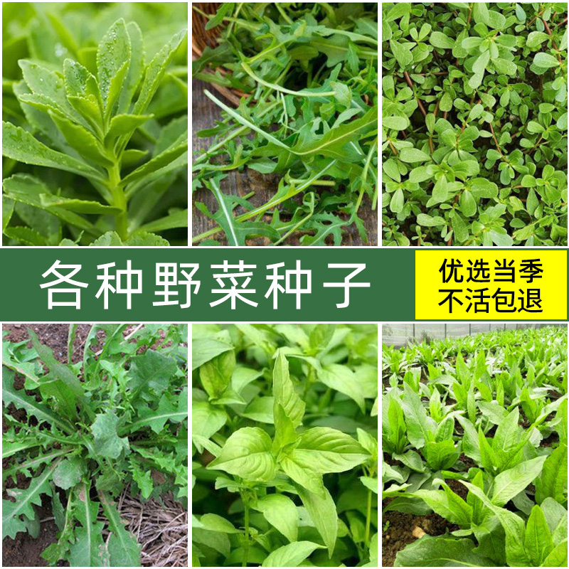 野菜种子合集苦菜荠菜蒲公英茴香荆芥龙须菜蔬菜田间苋菜冰菜紫苏