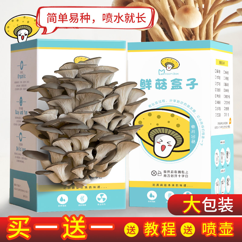 速发蘑菇种植包菌种平菇香菇磨菇子家室内食用精灵盒庭幼儿园桶装