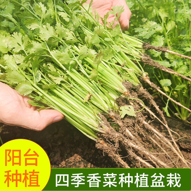 四季香菜种子春秋阳台大叶香菜耐寒耐热农家菜园芫荽盆栽蔬菜籽种,鲜花速递/花卉仿真/绿植园艺,花盆,淘宝优惠券,粉丝福利购,淘宝优惠卷