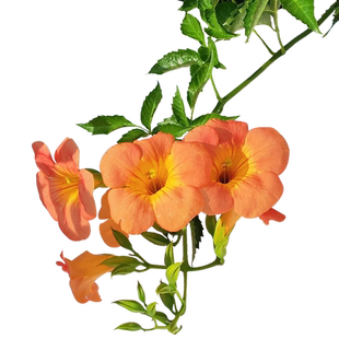 耐寒凌霄花树苗庭院阳台四季开花爬藤植物凌霄藤蔓苗老桩大苗盆栽