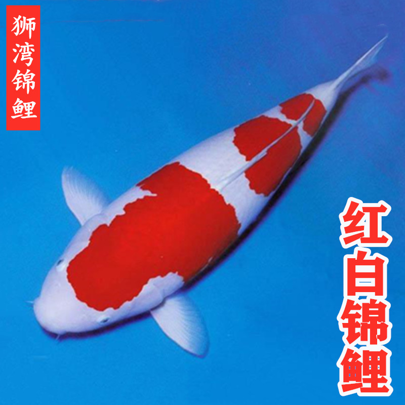 锦鲤活体日本进口纯种红白大正昭和丹顶白写鱼苗巨型观赏鱼易包活