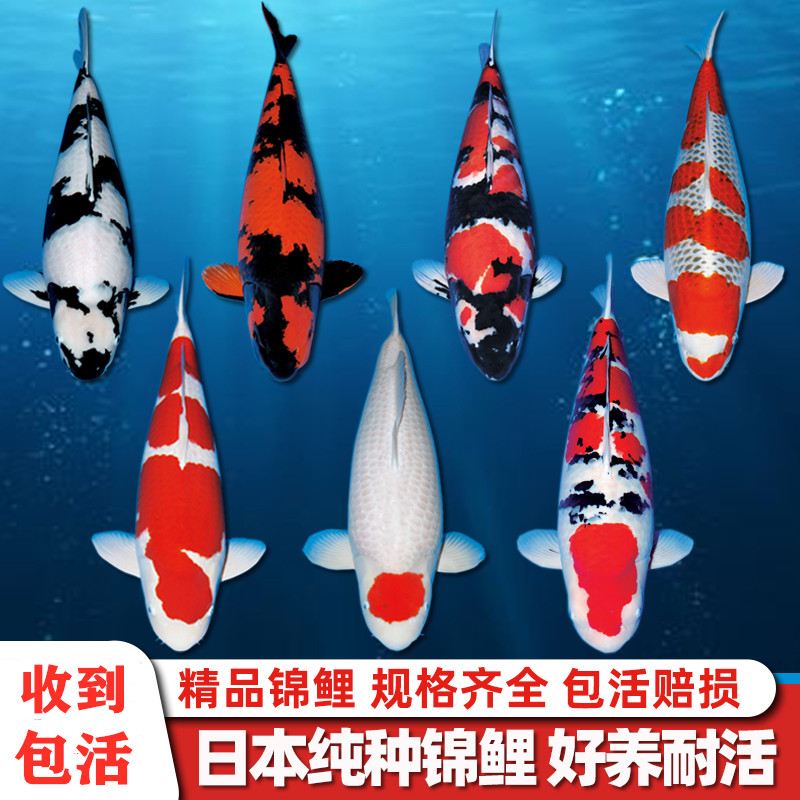 冷水淡水锦鲤鱼纯种红白三色介子昭和观赏鱼好养耐活金鱼小鱼苗