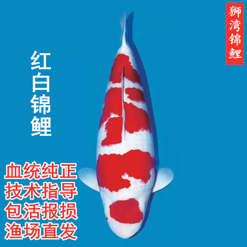 锦鲤活体日本进口纯种红白观赏鱼