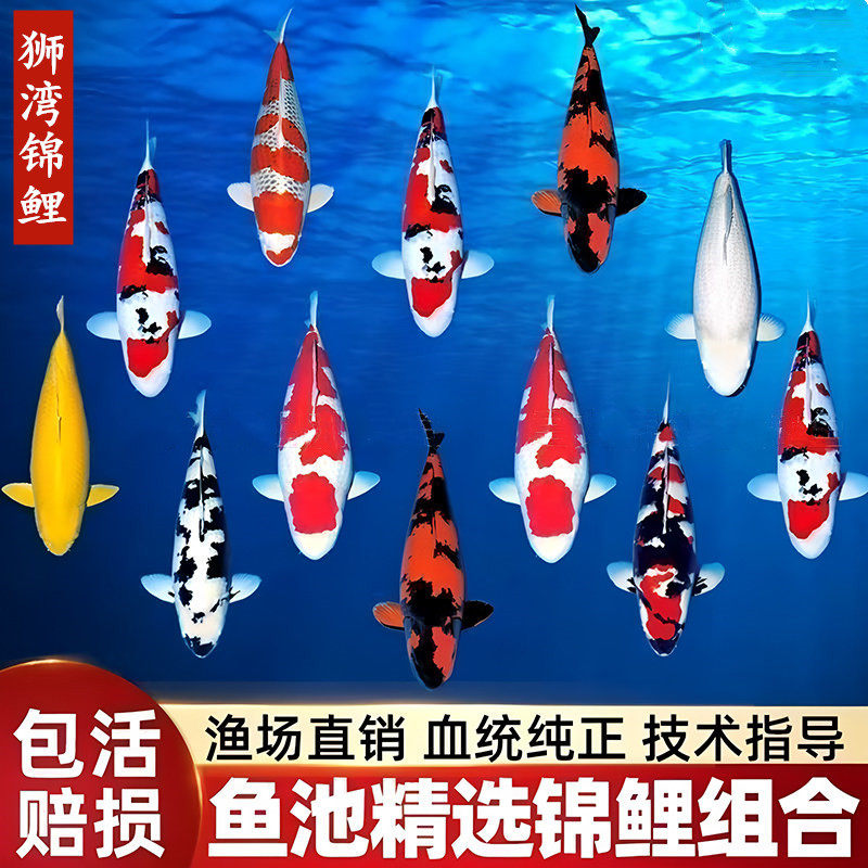 锦鲤鱼活体鱼观赏鱼纯种红白大正冷水鱼淡水茶鲤大鱼好养耐活鱼苗