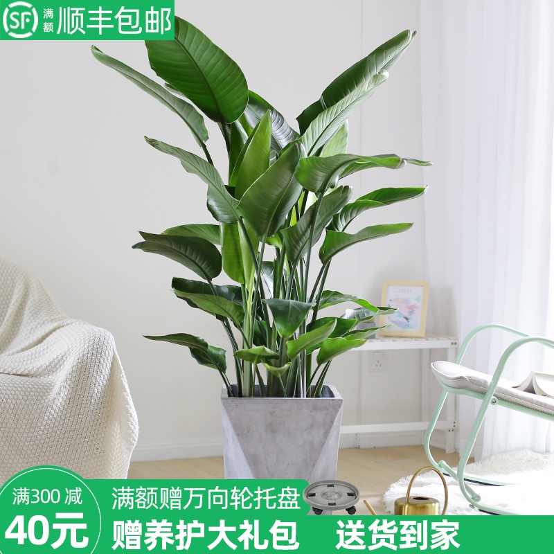 天堂鸟盆栽鹤望兰网红北欧大型绿植室内客厅办公室书房吸甲醛植物